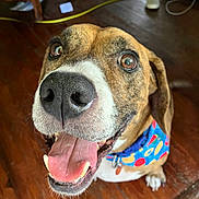 Maverick joined the competition — help win amazing prizes! dog, boxer, pet, brown_fur, white_muzzle, black_nose, open_mouth, tongue, smiling, happy, portrait, close_up, bandana, colorful_collar, indoor, wooden_floor, home, dog_face, eyes, playful