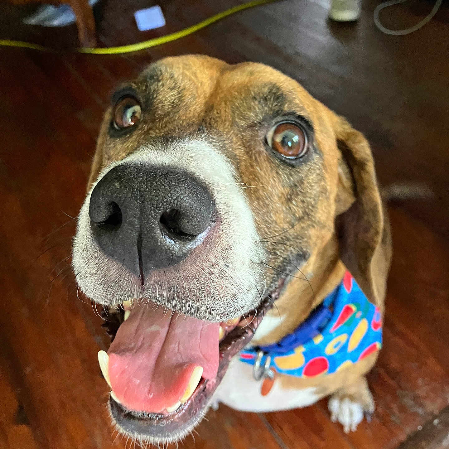 Maverick joined the competition — help win amazing prizes! dog, boxer, pet, brown_fur, white_muzzle, black_nose, open_mouth, tongue, smiling, happy, portrait, close_up, bandana, colorful_collar, indoor, wooden_floor, home, dog_face, eyes, playful