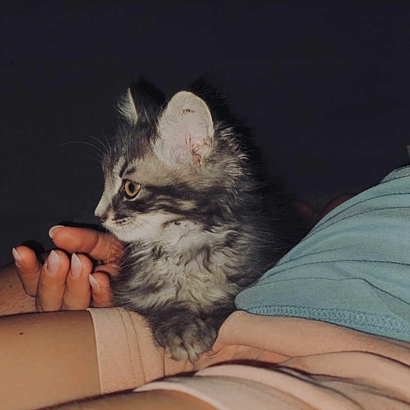 Flash a rejoint le concours — aidez-le/la à gagner de superbes lots ! abyssinian, animal, arm, baby, blanket, bodypart, cat, chair, couch, face, finger, furniture, hand, head, kitten, manx, person, pet, photography, portrait