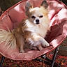 Osmose participe au concours pour gagner de l'argent avec cette photo : black_nose, carpet, chihuahua, cream_fur, dark_eyes, dog, fluffy, furniture, long_hair, lounging, outdoor, pet_photography, pink_chair, pointed_ears, portrait, rug, sitting, small_dog, sunlight, white_fur