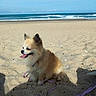 beach, collar, dog, fluffy, landscape, leash, long_hair, ocean, outdoors, pet, sand, sea, seaside, shoreline, sitting, small_dog, summer, sunny, tongue_out, waves
