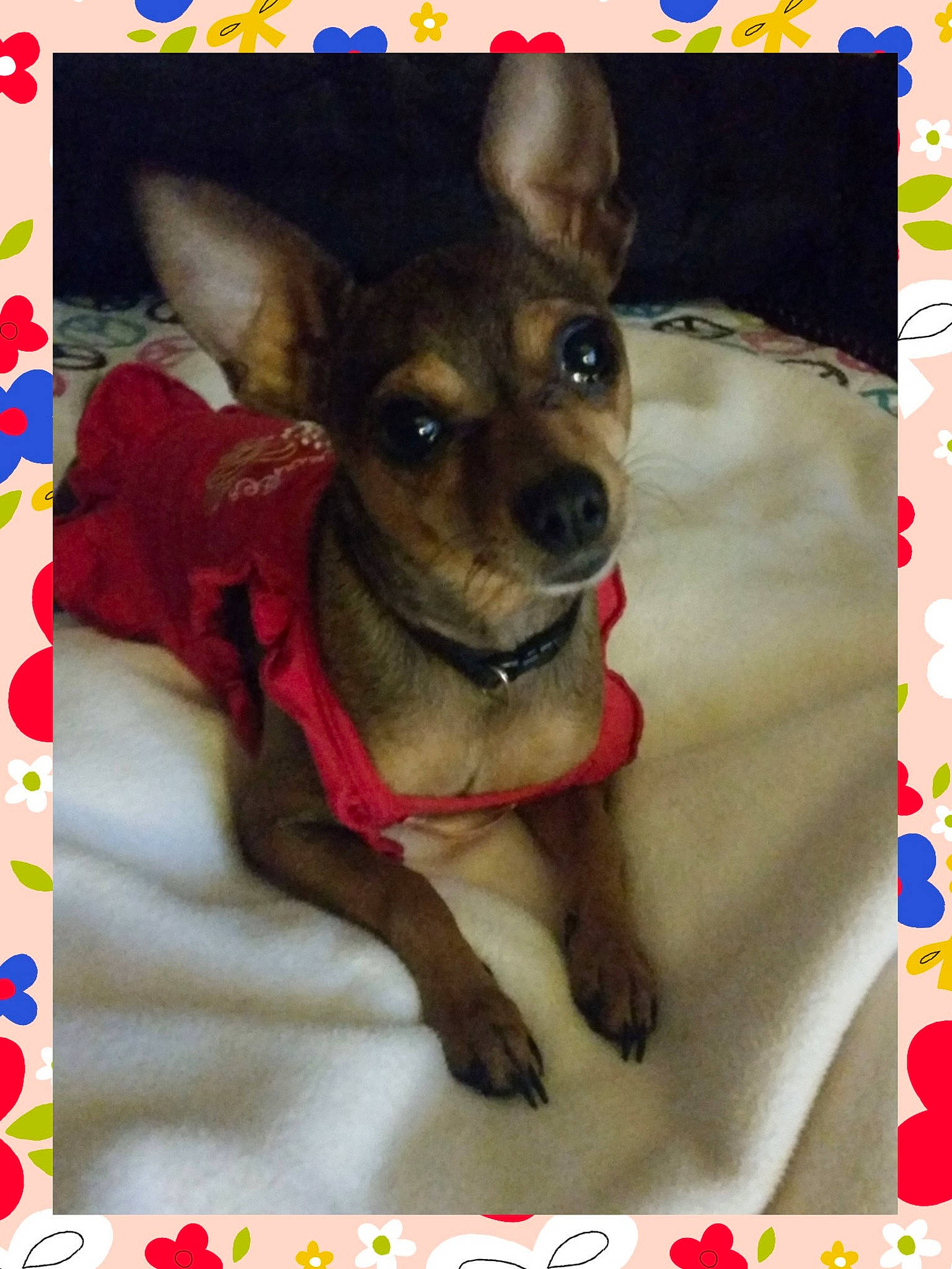 Peach Ann joined the competition — help win amazing prizes! canidae, carnivore, chihuahua, companion_dog, dog, dog_breed, fawn, mammal, miniature_pinscher, photo_caption, pinscher, prazsky_krysarik, puppy, russkiy_toy, snout, toy_dog, vertebrate