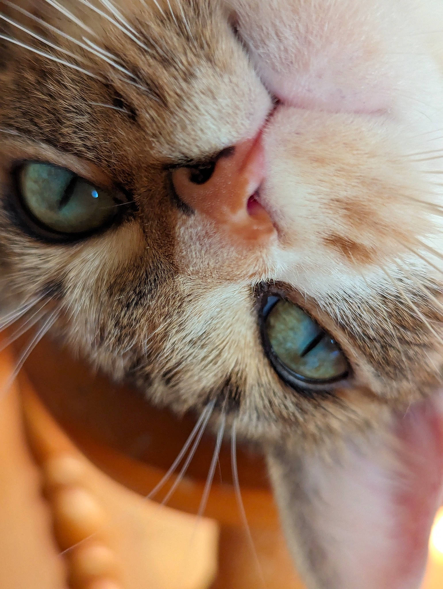 Sassie is registered to the contest to win money with this photo: carnivore, cat, claw, close_up, domestic_short_haired_cat, ear, eyelash, fang, fawn, felidae, fur, iris, macro_photography, nose, paw, small_to_medium_sized_cats, snout, whiskers, wrinkle