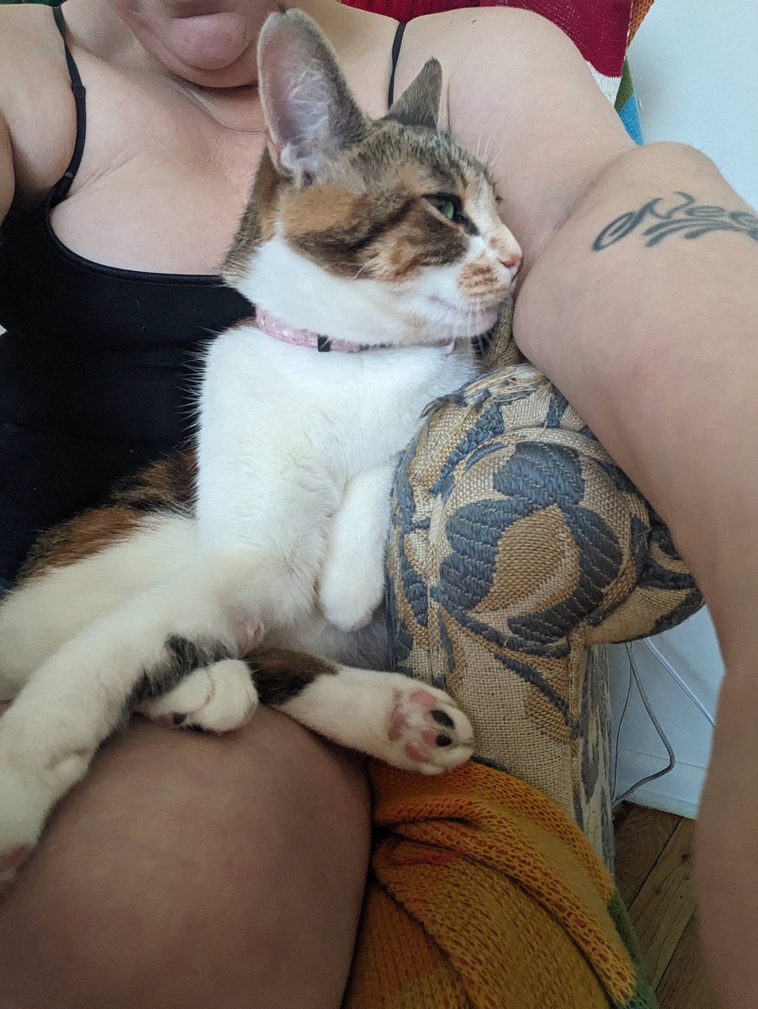 Sassie joined the competition — help win amazing prizes! abdomen, carnivore, cat, chest, comfort, elbow, fawn, felidae, fur, gesture, hand, human_leg, lap, mammal, nail, sitting, small_to_medium_sized_cats, thigh, trunk, whiskers