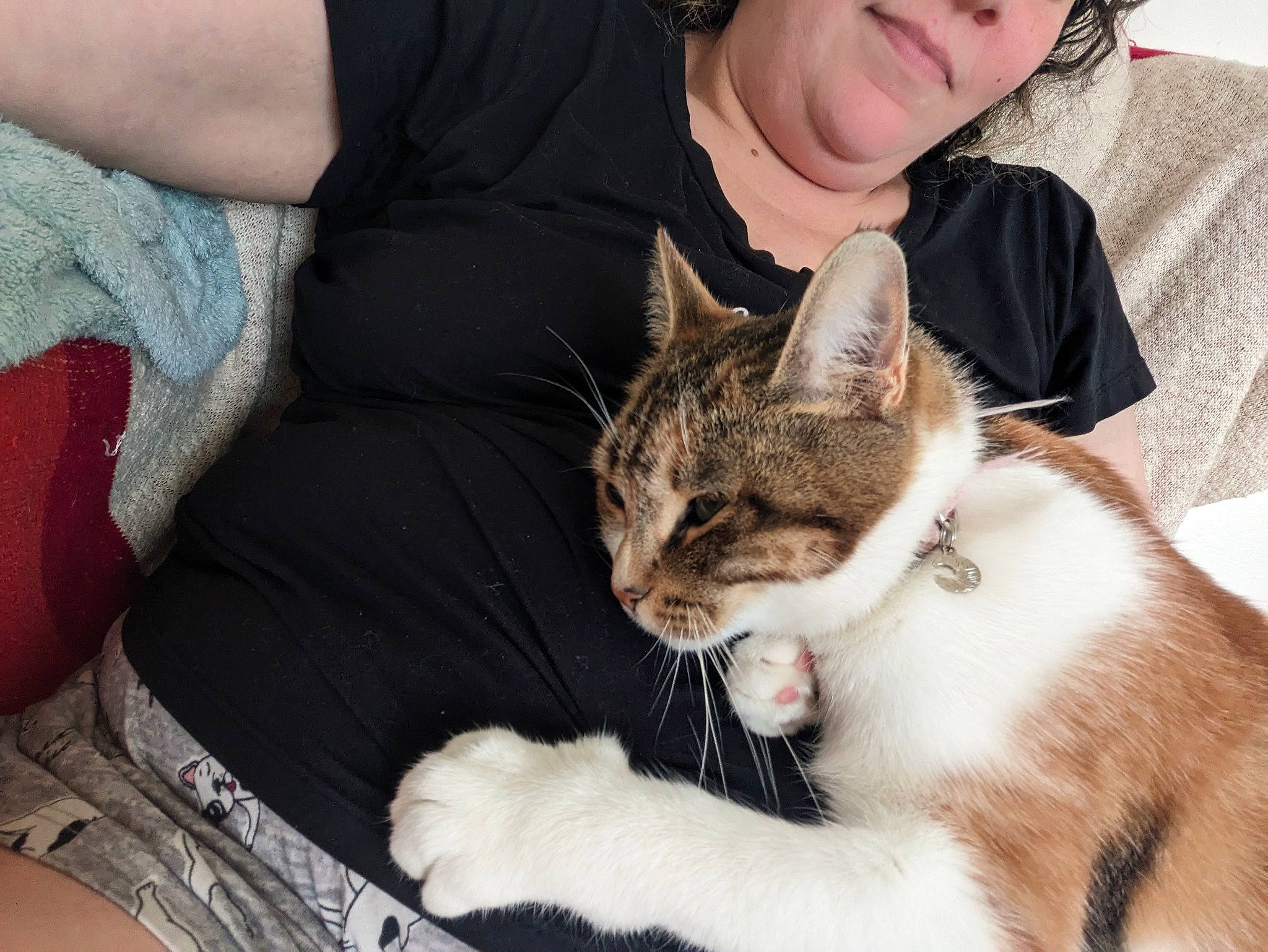 Sassie joined the competition — help win amazing prizes! carnivore, cat, claw, collar, comfort, domestic_short_haired_cat, ear, fashion_accessory, fawn, felidae, fur, gesture, lap, paw, sitting, small_to_medium_sized_cats, snout, tail, whiskers