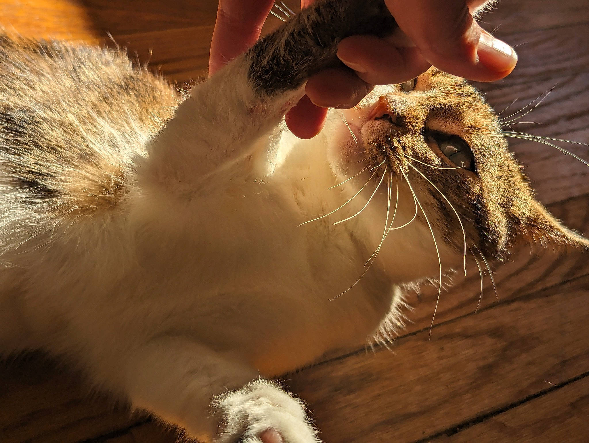 Sassie joined the competition — help win amazing prizes! carnivore, cat, claw, domestic_short_haired_cat, drinking, fawn, felidae, fur, gesture, hand, nail, paw, rodent, small_to_medium_sized_cats, snout, tail, terrestrial_animal, whiskers, wildlife, wood