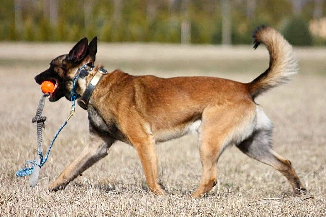 King joined the competition — help win amazing prizes! animal_sports, ball, carnivore, collar, companion_dog, dog, dog_breed, dog_collar, dog_sports, dog_supply, fawn, leash, pet_supply, snout, sporting_group, sports, sports_equipment, tail, terrestrial_animal, tire