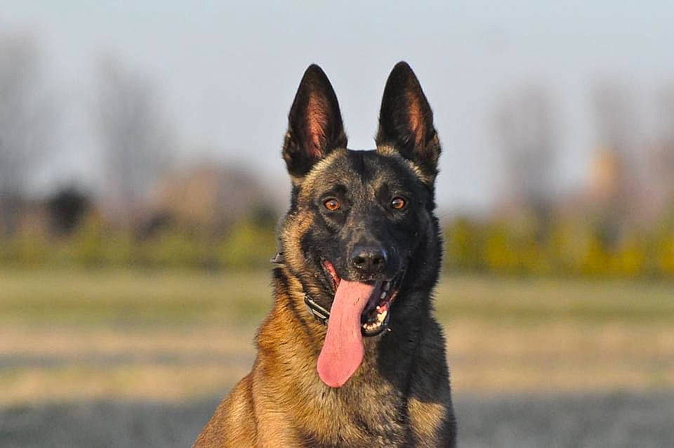 King joined the competition — help win amazing prizes! belgian_shepherd_malinois, biting, canidae, carnivore, dog, dog_breed, east_european_shepherd, eye, german_shepherd_dog, grass, herding_dog, king_shepherd, old_german_shepherd_dog, sky, snout, sporting_group, terrestrial_animal, wildlife, working_animal, working_dog