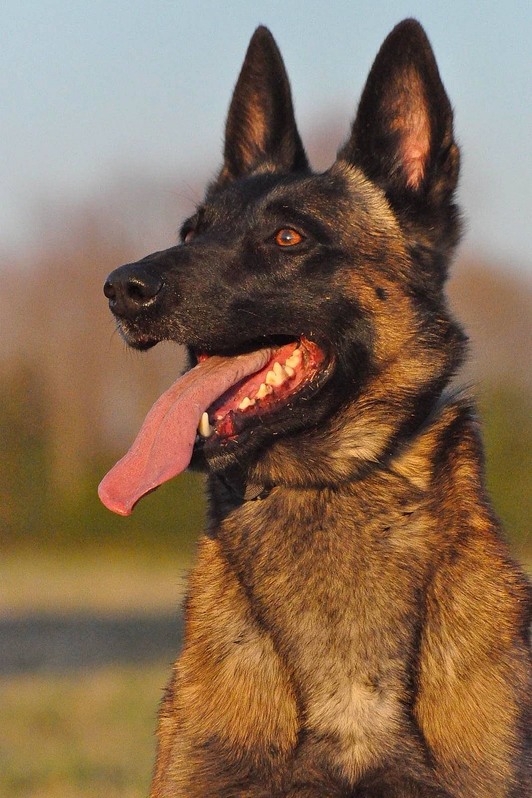 King joined the competition — help win amazing prizes! biting, canidae, carnivore, collar, companion_dog, dog, dog_breed, eye, german_shepherd_dog, head, herding_dog, jaw, king_shepherd, old_german_shepherd_dog, plant, sky, snout, sporting_group, window, working_animal