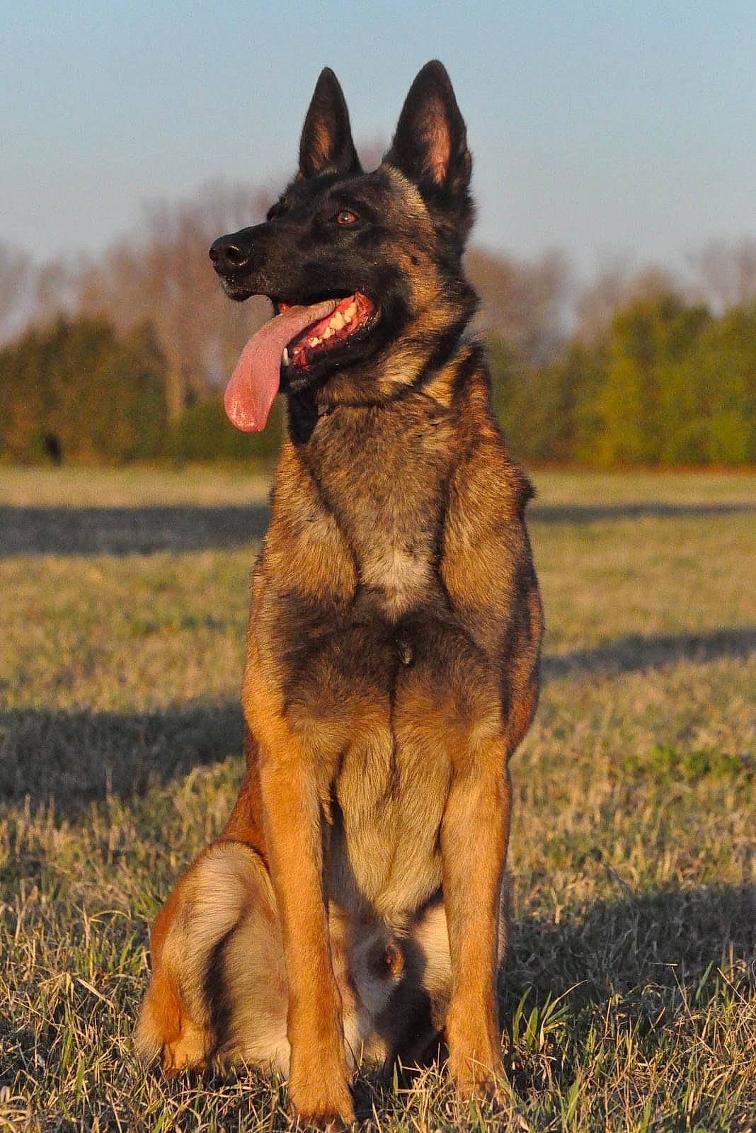 King joined the competition — help win amazing prizes! canidae, canis, carnivore, dog, dog_breed, east_european_shepherd, german_shepherd_dog, grass, grassland, herding_dog, king_shepherd, old_german_shepherd_dog, plant, sky, snout, sporting_group, terrestrial_animal, tree, wildlife, working_dog