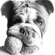 Kali joined the competition — help win amazing prizes! bulldog, dog, pet, animal, close_up, black_and_white, ball, toy, chewed, face, wrinkles, portrait, canine, mouth, nose, ears, furry, expression, texture, background