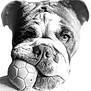 bulldog, dog, pet, animal, close_up, black_and_white, ball, toy, chewed, face, wrinkles, portrait, canine, mouth, nose, ears, furry, expression, texture, background