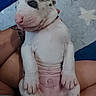 puppy, dog, sleeping, spotted, white_fur, pink_nose, closed_eyes, belly_up, paws, pet, animal, portrait, close_up, indoors, blanket, cozy, being_held, tattoo, relaxed, cute