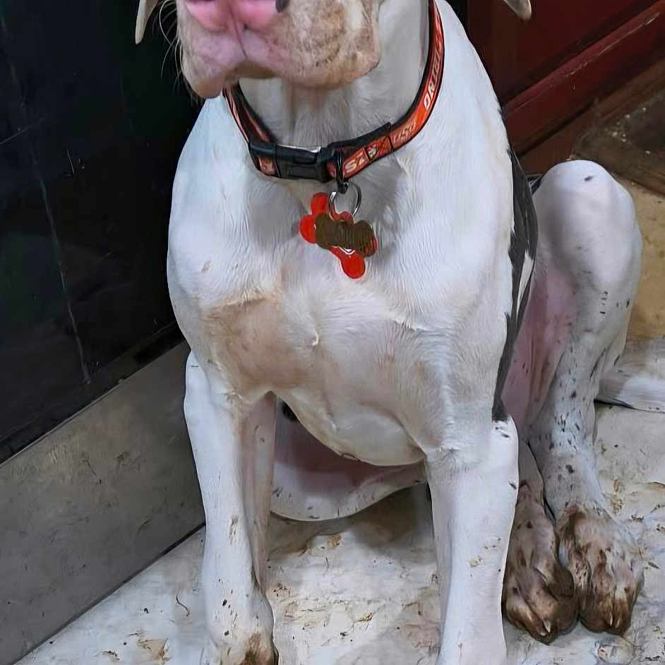 Loki joined the competition — help win amazing prizes! dog, great_dane, spotted, large_breed, puppy, sitting, portrait, floppy_ears, pink_nose, blue_eyes, collar, dog_tags, muddy_paws, white_fur, black_spots, indoor, doorway, tile_floor, pet, funny_expression