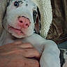 Loki joined the competition — help win amazing prizes! puppy, dog, spotted_dog, white_dog, close_up, pet, animal, cute, cuddling, held, pink_nose, floppy_ears, blue_eyes, wrinkled_face, portrait, indoor, blanket, couch, cozy, photography