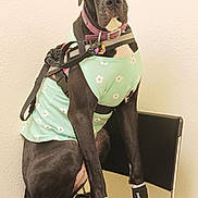 Ivy joined the competition — help win amazing prizes! animal, black_dog, canine, chair, collar, cute, dog, dog_boots, domestic_animal, floor, furniture, great_dane, indoor, large_dog, leash, looking_at_camera, pet_accessories, pet_clothing, sitting, wall