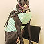 animal, black_dog, canine, chair, collar, cute, dog, dog_boots, domestic_animal, floor, furniture, great_dane, indoor, large_dog, leash, looking_at_camera, pet_accessories, pet_clothing, sitting, wall