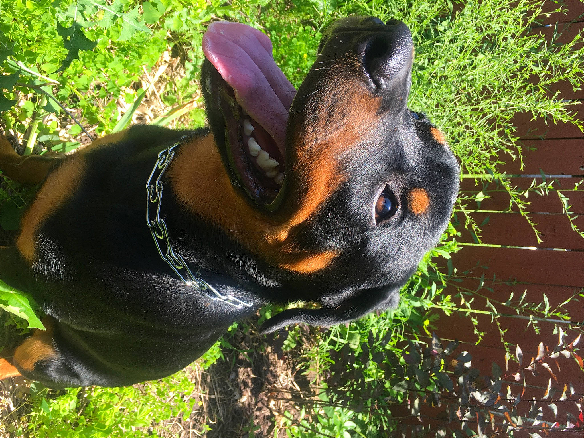 Titan is registered to the contest to win money with this photo: canidae, carnivore, companion_dog, dobermann, dog, dog_breed, ear, fawn, guard_dog, mammal, miniature_pinscher, pinscher, plant, rabbit, rabbits_and_hares, snout, vertebrate