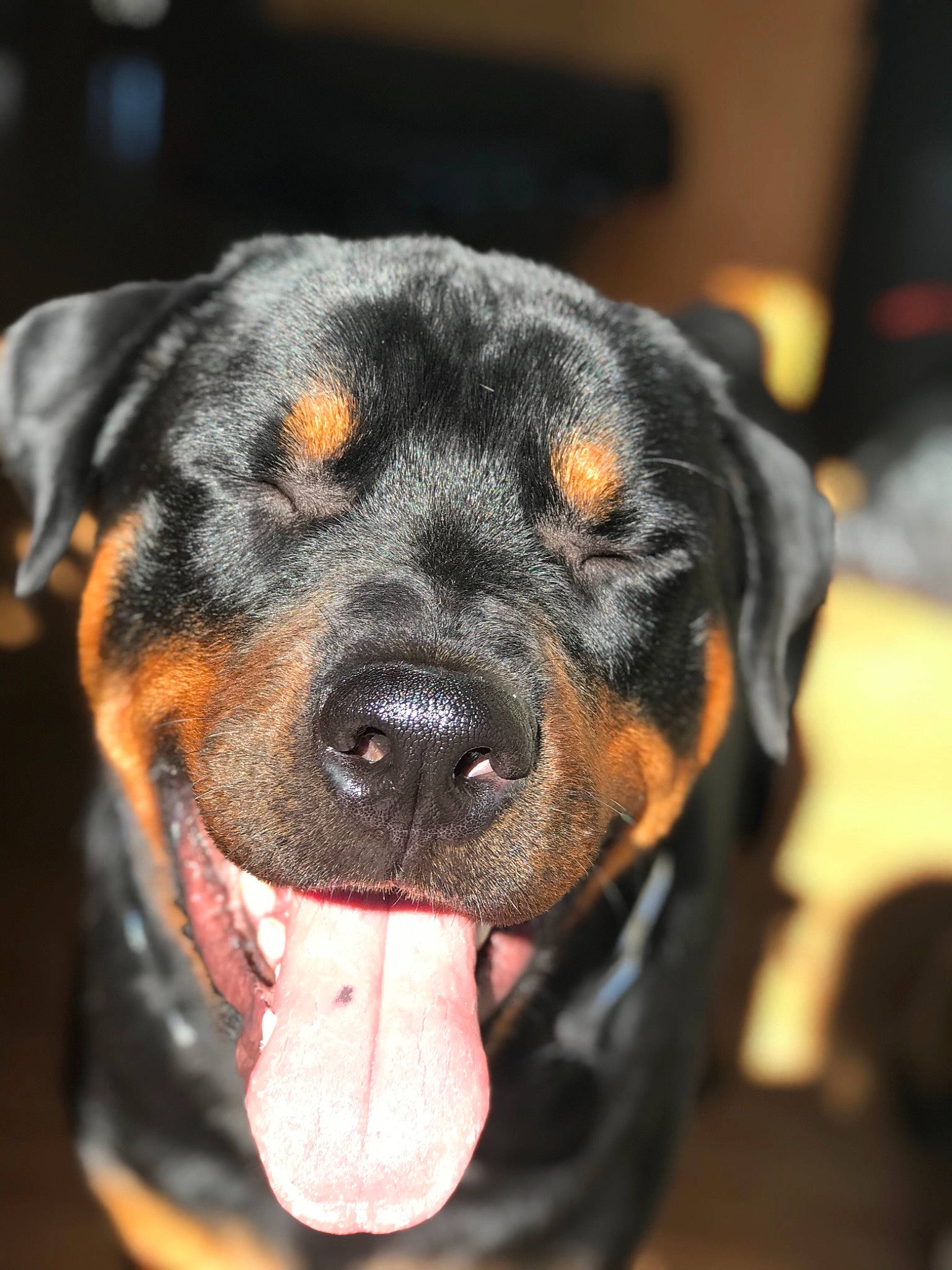 Titan is registered to the contest to win money with this photo: austrian_black_and_tan_hound, canidae, carnivore, dog, dog_breed, fawn, huntaway, hunting_dog, mammal, molosser, muscle, rottweiler, snout, sporting_group, vertebrate, working_dog