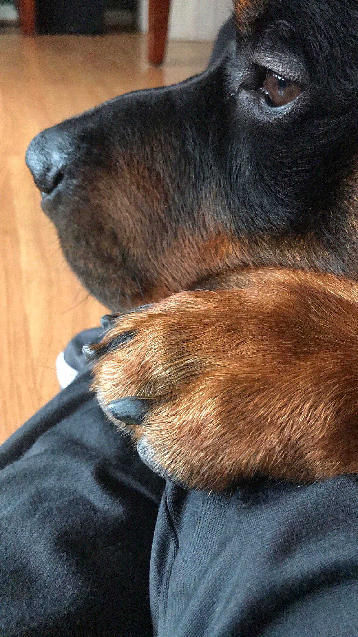 Titan is registered to the contest to win money with this photo: canidae, carnivore, companion_dog, dog, dog_breed, ear, fawn, fur, liver, puppy, snout, sporting_group