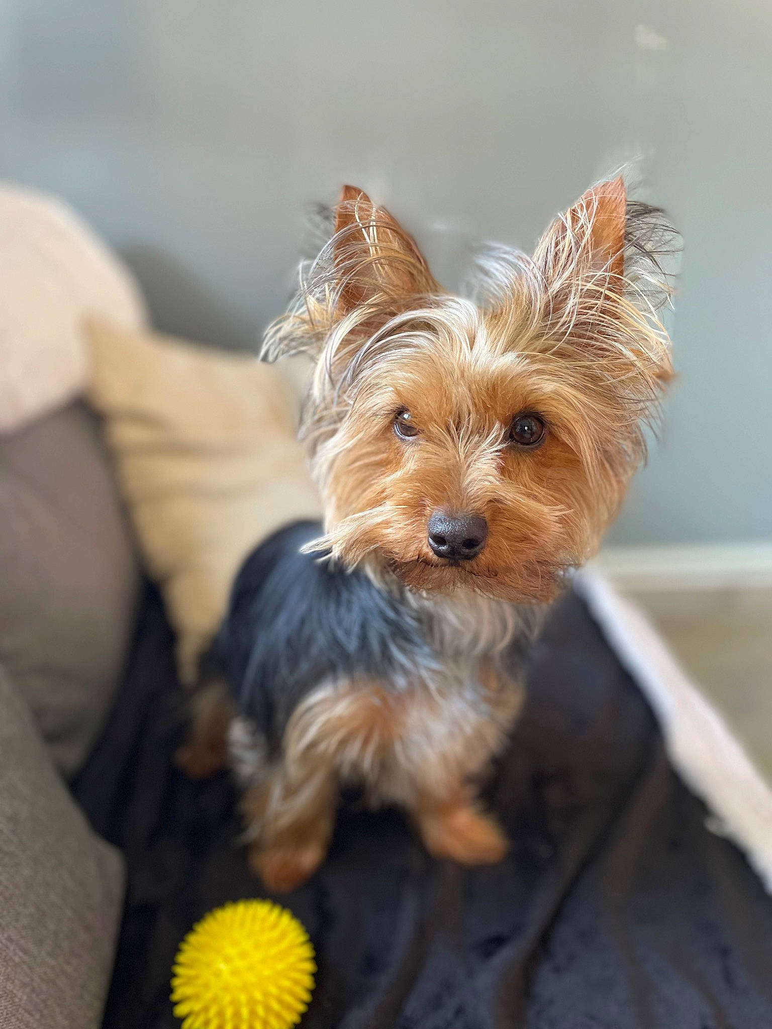 Dior a rejoint le concours — aidez-le/la à gagner de superbes lots ! biewer_terrier, canidae, carnivore, companion_dog, dog, dog_breed, dog_collar, dog_supply, fawn, fur, liver, small_terrier, snout, sporting_group, tennis_ball, terrier, toy_dog, working_animal, yorkipoo, yorkshire_terrier