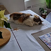 Nawa participe au concours pour gagner de l'argent avec cette photo : calm, cat, cozy, decor, domestic_cat, fluffy, furniture, home, indoor, natural_light, photo_collage, placemat, plants, relaxation, resting, sleeping, table, tablecloth, white, window