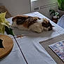calm, cat, cozy, decor, domestic_cat, fluffy, furniture, home, indoor, natural_light, photo_collage, placemat, plants, relaxation, resting, sleeping, table, tablecloth, white, window