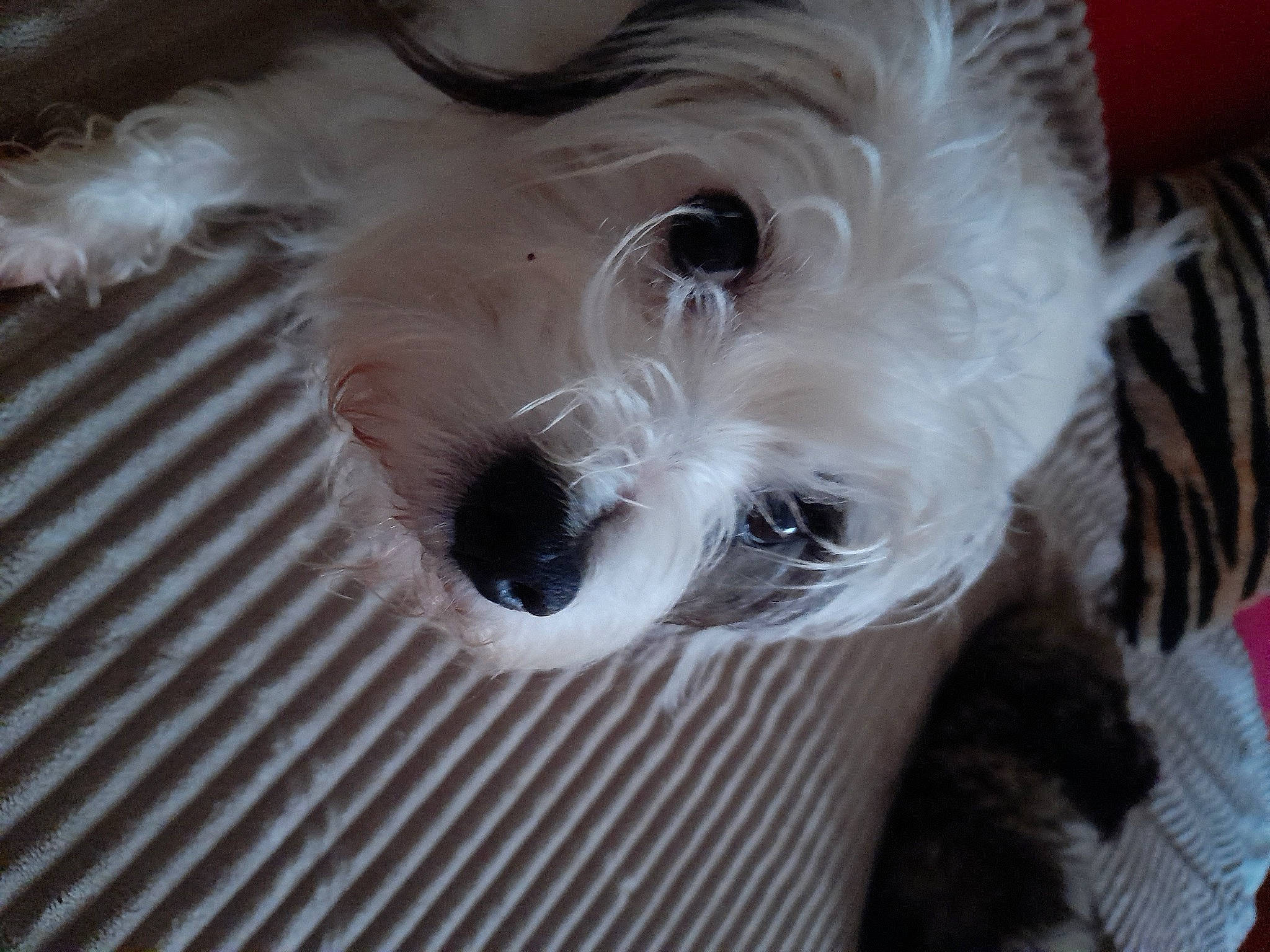 Isack a rejoint le concours — aidez-le/la à gagner de superbes lots ! canidae, carnivore, companion_dog, dog, dog_breed, eyelash, felidae, fur, non_sporting_group, small_terrier, small_to_medium_sized_cats, snout, sporting_group, stuffed_toy, tail, terrier, toy_dog, whiskers, wood, working_animal