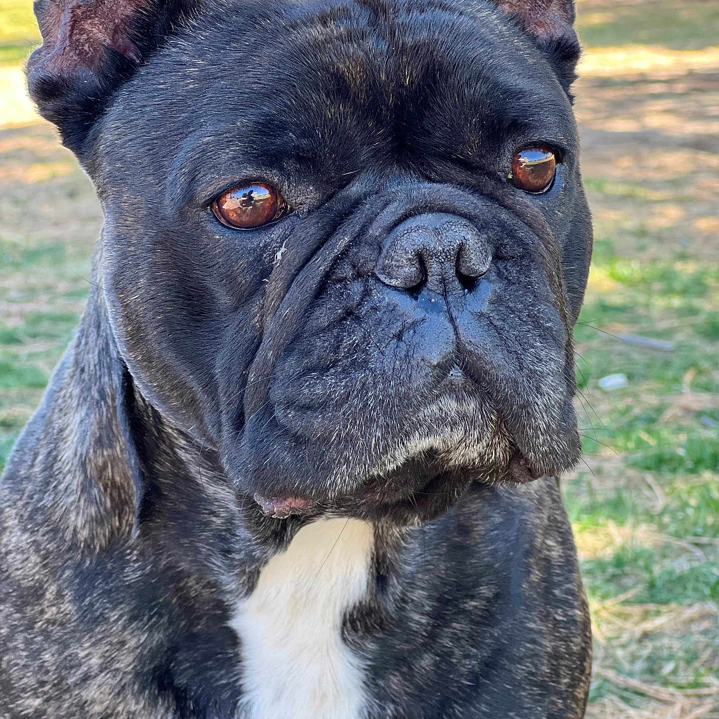 Biggie Butt is registered to the contest to win money with this photo: animal, boxer, bulldog, canine, dog, frenchbulldog, pet, pitbull