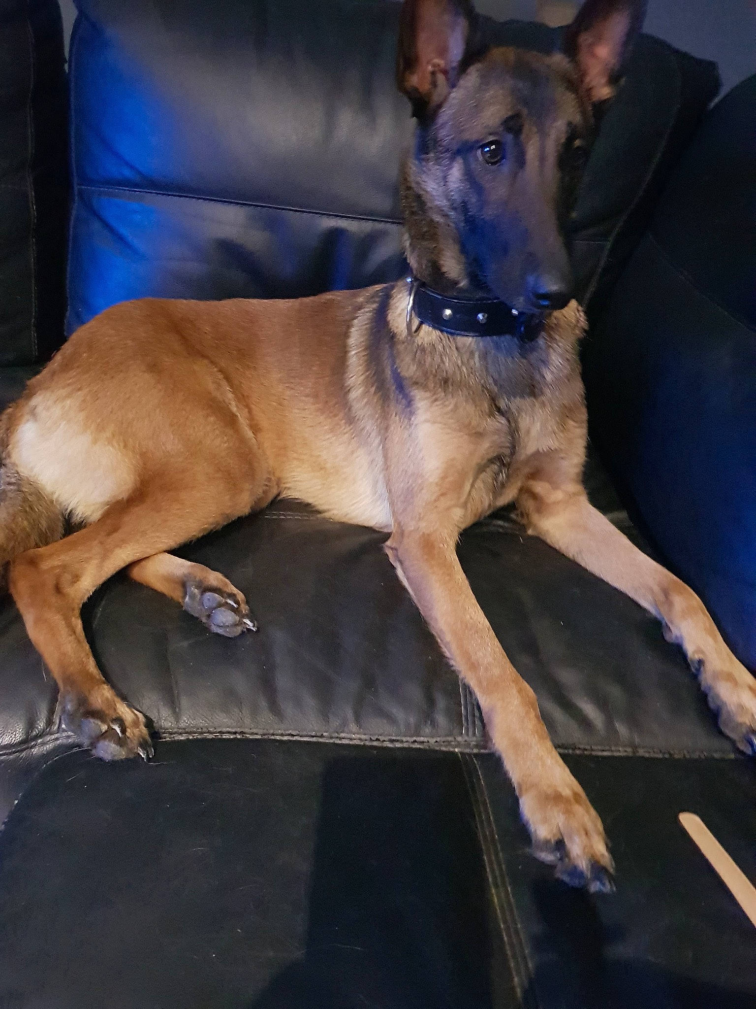 Oana a rejoint le concours — aidez-le/la à gagner de superbes lots ! belgian_shepherd, belgian_shepherd_malinois, canidae, carnivore, dog, dog_breed, fawn, greyhound, hortaya_borzaya, lurcher, mammal, pharaoh_hound, police_dog, snout, vertebrate