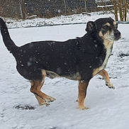 West joined the competition — help win amazing prizes! backyard, bench, black_dog, chainlink_fence, dog, fence, footprints, house, looking_away, mobile_ui, paw_prints, pet, profile_view, small_dog, snow, snowflakes, standing, tan_markings, tree, winter