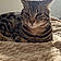 Rocky