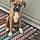 Bailey