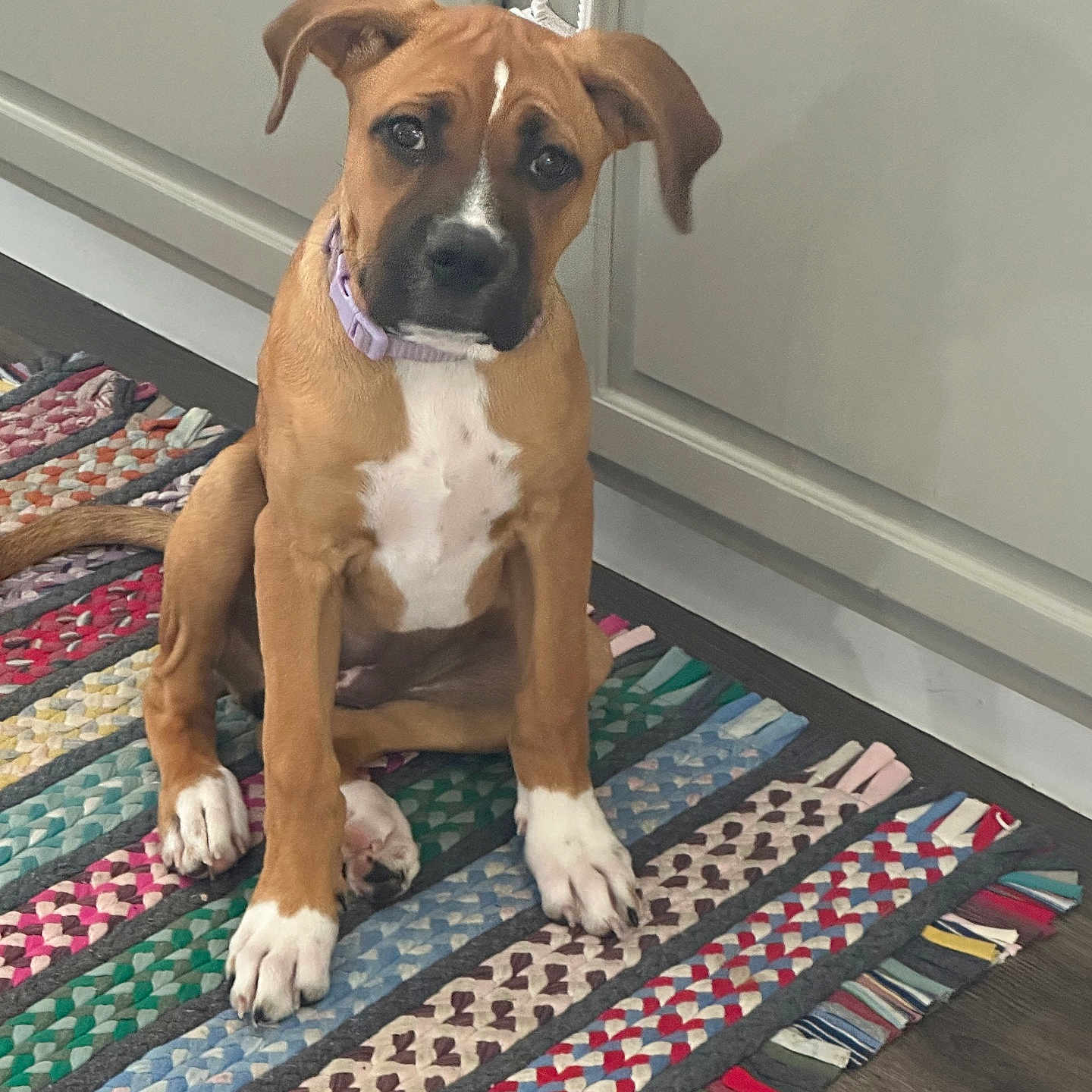 Bailey is registered to the contest to win money with this photo: animal, brown, canine, collar, companion, curious, cute, dog, domestic, ears, floor, home, indoor, looking, pet, puppy, rug, sitting, white, young_dog