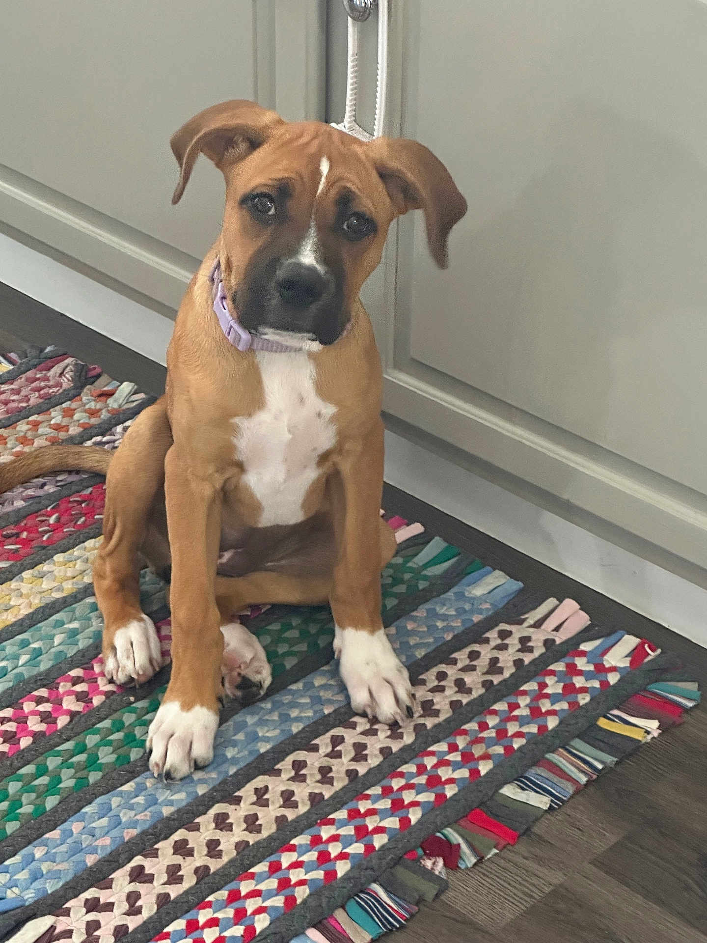 Bailey is registered to the contest to win money with this photo: puppy, dog, brown, white, indoor, rug, floor, pet, cute, collar, young_dog, animal, canine, sitting, curious, ears, looking, home, domestic, companion