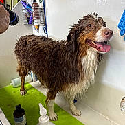 Sydney Ann is registered to the contest to win money with this photo: dog, wet, bathtub, bath, grooming, pet, tongue_out, happy, fur, indoor, shower_head, bottle, mat, cleaning, animal, canine, water, person_hand, container, bathroom
