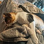 animal, blanket, calico, cat, closeup, comfort, cozy, feline, fur, home, indoor, laying, paw, pet, relaxed, resting, sleeping, soft, tail, warm_light