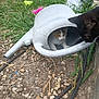 animals, black_cat, cat, closeup, container, curious, dirt, garden, grass, ground, kitten, nature, outdoor, peeking, pets, plants, playful, rocks, two_cats, watering_can