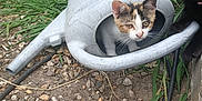 Nenette a rejoint le concours — aidez-le/la à gagner de superbes lots ! animal, black_cat, calico_cat, cat, close_up, curious, daylight, exploring, garden, grass, ground, kitten, nature, outdoor, peeking, pets, plants, playful, rocks, watering_can