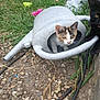 animal, black_cat, calico_cat, cat, close_up, curious, daylight, exploring, garden, grass, ground, kitten, nature, outdoor, peeking, pets, plants, playful, rocks, watering_can
