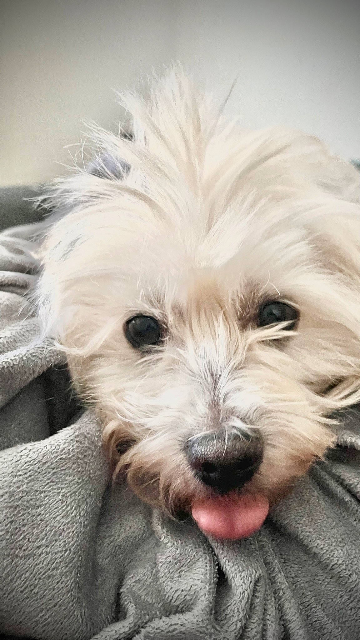 Bunny joined the competition — help win amazing prizes! biewer_terrier, canidae, carnivore, companion_dog, dog, dog_breed, fur, maltepoo, non_sporting_group, puppy_love, shih_poo, small_terrier, sporting_group, terrier, toy_dog, working_animal