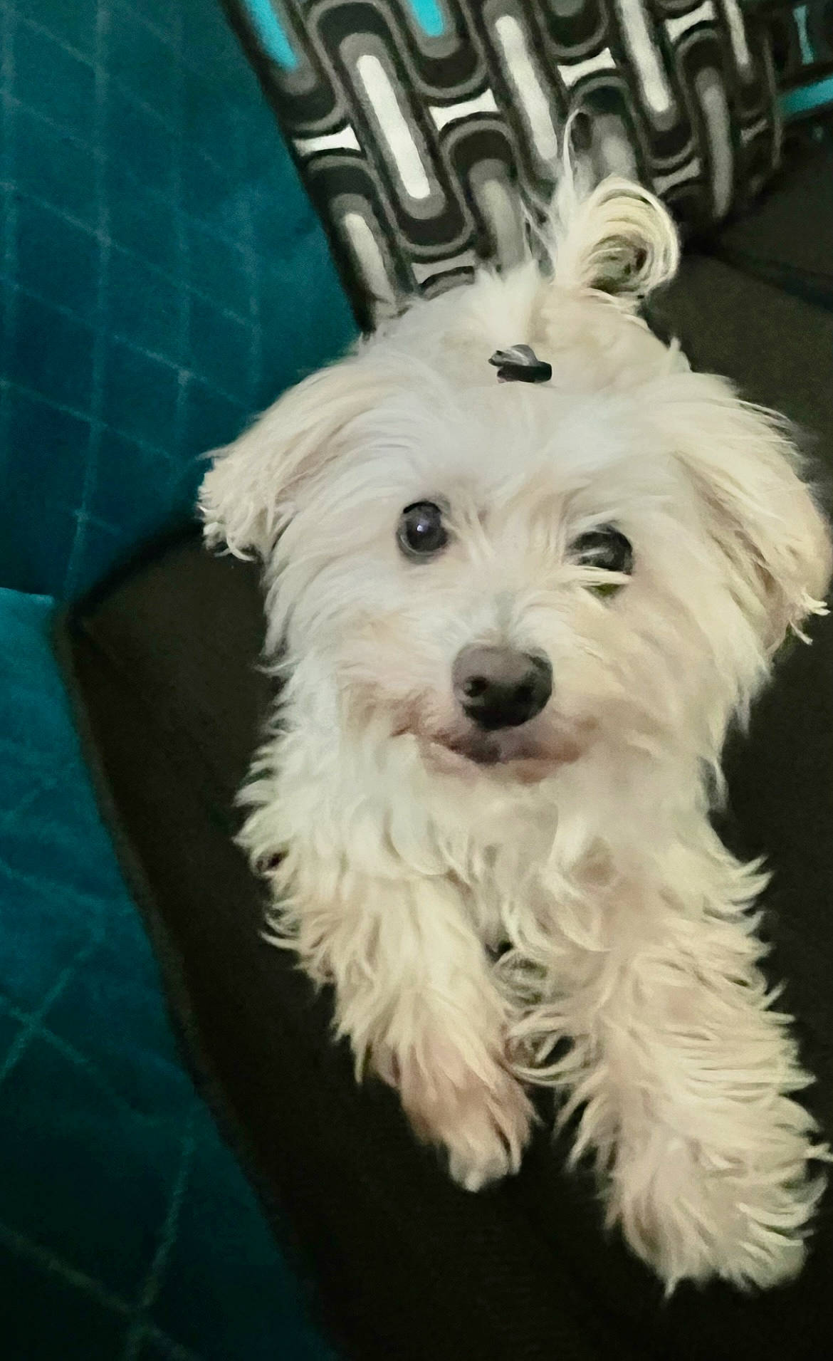 Bunny is registered to the contest to win money with this photo: canidae, carnivore, companion_dog, dog, dog_breed, dog_supply, fur, maltepoo, non_sporting_group, small_terrier, snout, sporting_group, terrier, toy_dog, working_animal