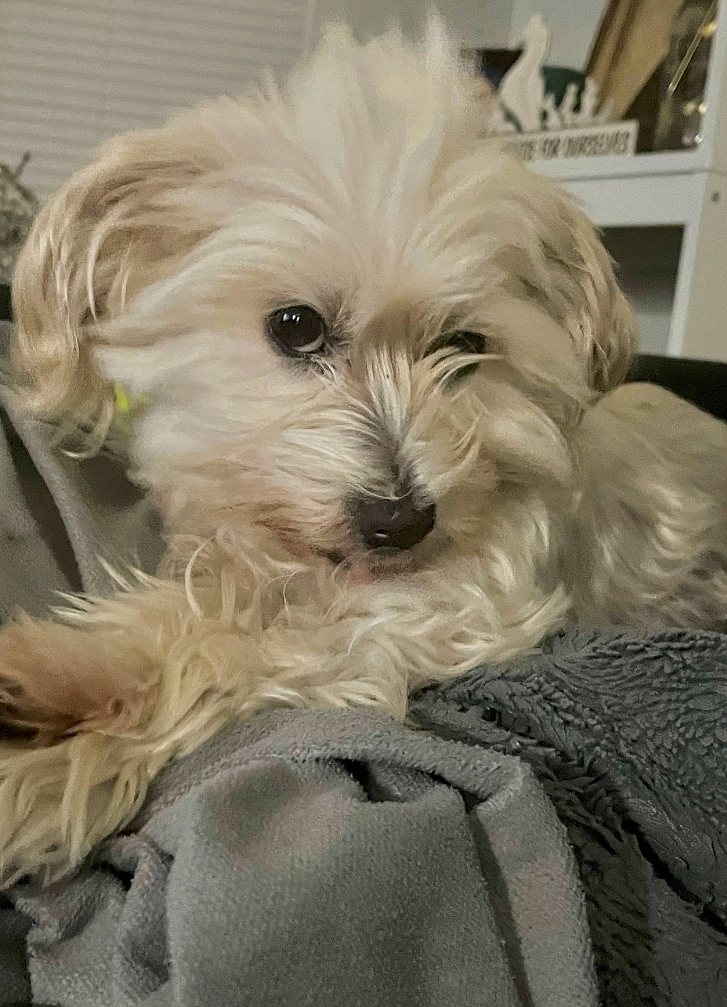 Bunny is registered to the contest to win money with this photo: canidae, carnivore, companion_dog, dog, dog_breed, eye, fur, head, maltepoo, non_sporting_group, puppy, shih_poo, small_terrier, snout, sporting_group, terrier, toy_dog, water_dog, working_animal, yorkipoo