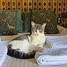 cat, bed, towels, pillows, wooden_headboard, green_eyes, feline, indoor, resting, striped_fur, white_fur, decor, textile, relaxation, furniture, cozy, patterned_pillow, sleepy, domestic_animal, household