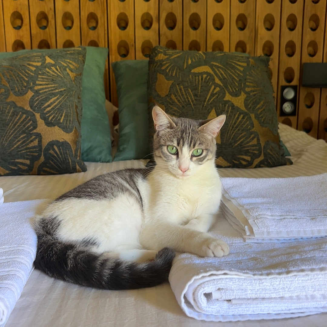 Tiger a rejoint le concours — aidez-le/la à gagner de superbes lots ! cat, bed, towels, pillows, wooden_headboard, green_eyes, feline, indoor, resting, striped_fur, white_fur, decor, textile, relaxation, furniture, cozy, patterned_pillow, sleepy, domestic_animal, household