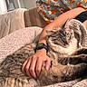 Milo is registered to the contest to win money with this photo: cat, sleeping, person, hand, blanket, watch, smartwatch, furniture, couch, cozy, indoor, relaxing, home, fur, resting, comfort, knitted_blanket, animal, pet, nap