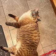 Milo is registered to the contest to win money with this photo: cat, fluffy, chubby, lying_down, floor, tile, indoor, pet, looking_up, fur, relaxed, orange, striped, domestic_cat, home, animal, whiskers, ears, package, paper_towels