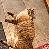 cat, fluffy, chubby, lying_down, floor, tile, indoor, pet, looking_up, fur, relaxed, orange, striped, domestic_cat, home, animal, whiskers, ears, package, paper_towels