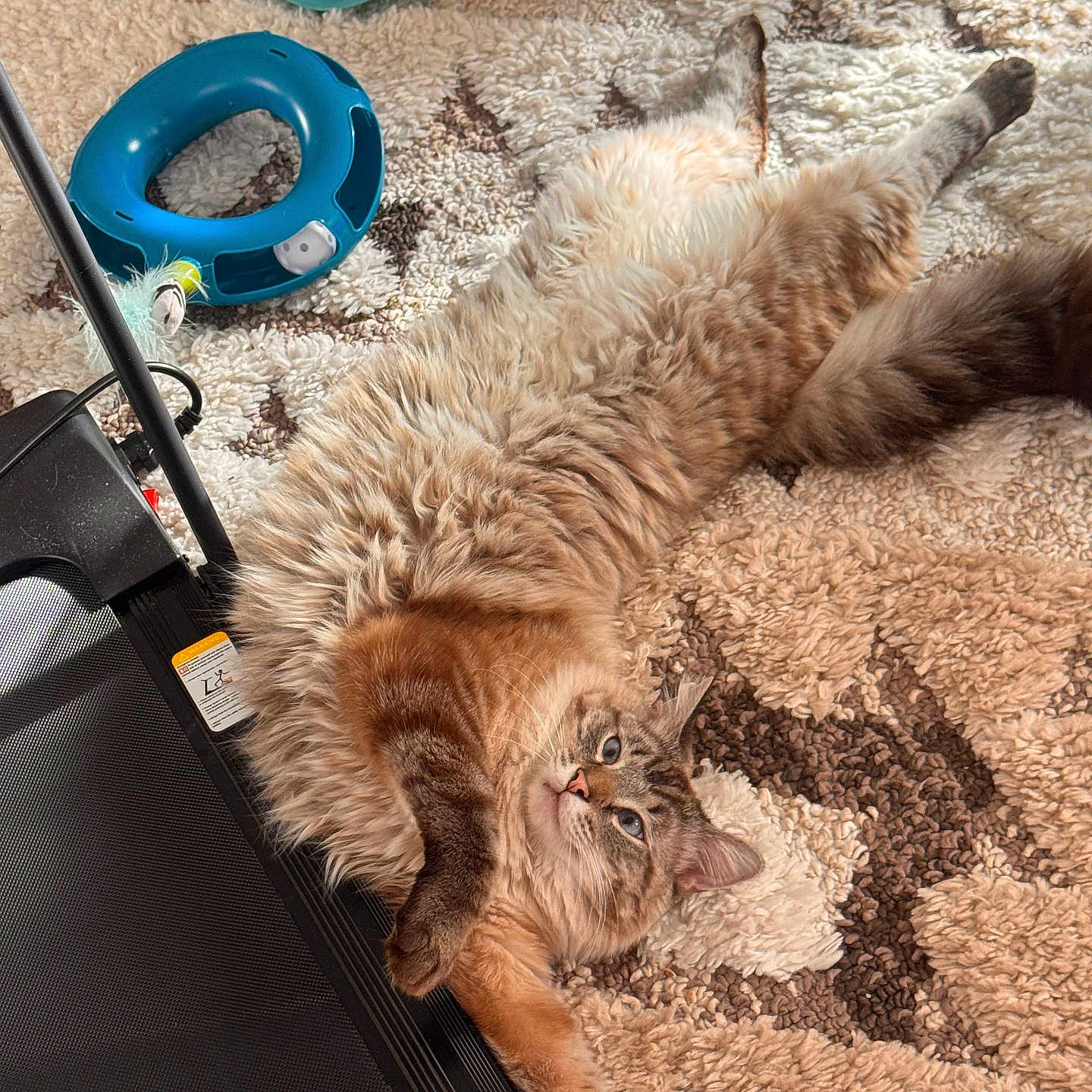 Millie Vanelli joined the competition — help win amazing prizes! animal, blue_toy, carpet, cat, curious, cute, domestic, feline, fluffy, fur, home, indoor, patterned_rug, paw, pet, plaything, relaxed, resting, stretching, whiskers