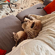 Millie Vanelli joined the competition — help win amazing prizes! blanket, box, cat, cat_toy, coffee_table, couch, cozy, curtain, fluffy, furniture, home, indoor, living_room, orange_pillow, patterned_rug, pet, relaxed, remote_control, resting, rug